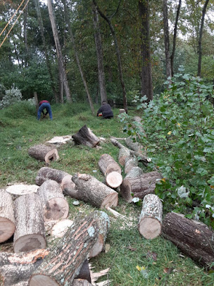 Domingo Tree & Landscaping Service LLC Image